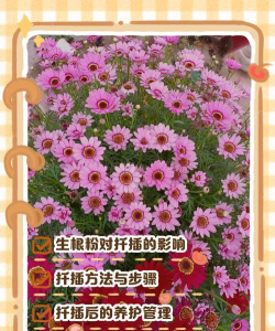 家庭养花用生根粉