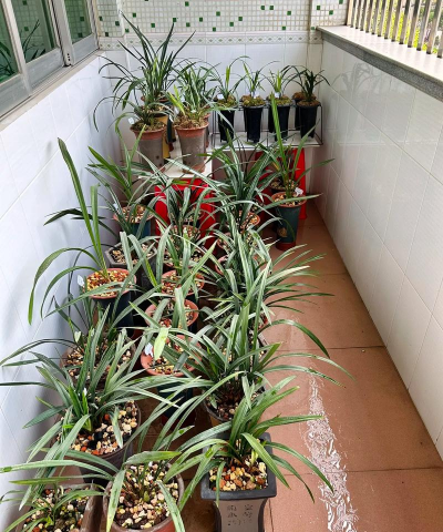 家庭养花用生根粉