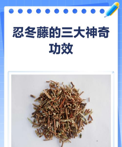 忍冬藤如何繁育