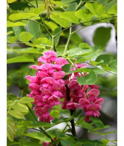 香花槐的花是什么颜色