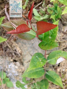 什么地方买牛角刺植物