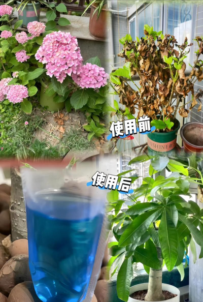 家庭养花用生根粉