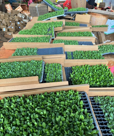 家庭养花用生根粉