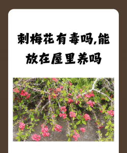 刺梅花的刺什么有毒吗