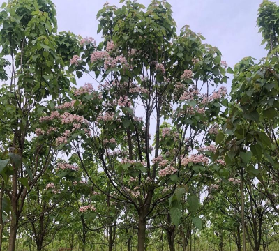 河南楸树基地介绍楸树栽培技术与管理