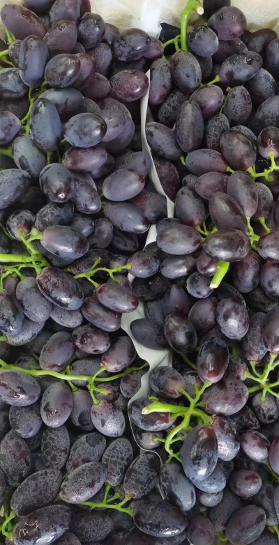 黑加仑是什么品种的葡萄