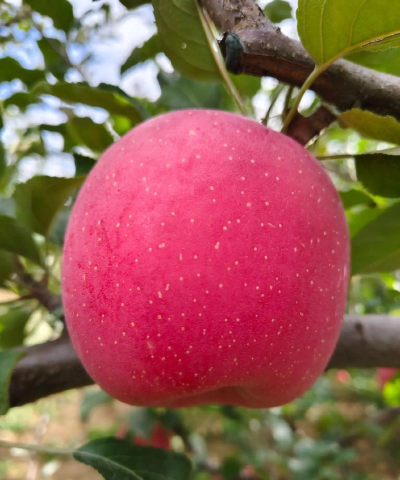 红富士苹果增甜增色七招