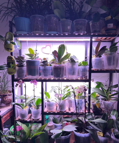 家庭养花用生根粉