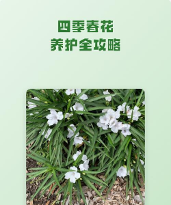 四季春怎么养