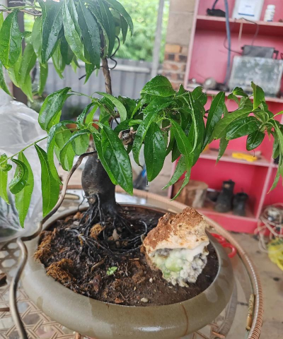 家庭养花用生根粉