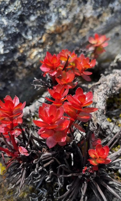 红景天花是什么样子