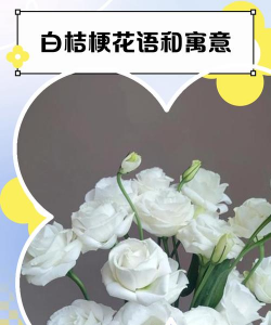 白桔梗如何打开