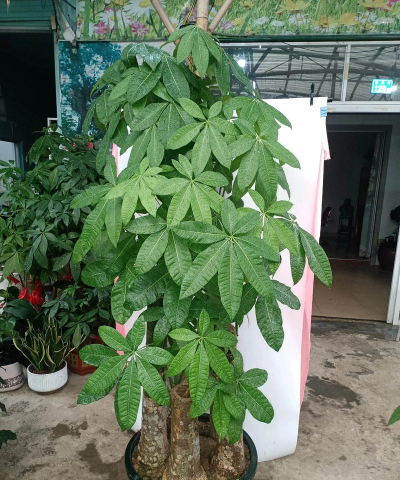 怎么区分台湾发财树