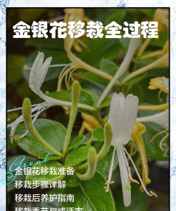 金银花如何长长