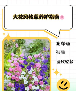 大花风铃如何养护