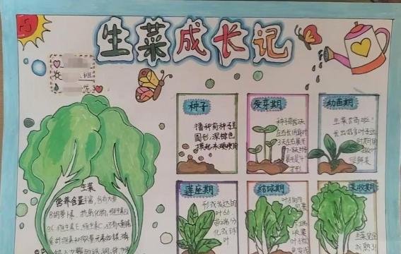 生菜的种植过程怎么写
