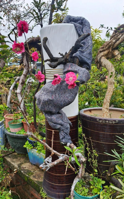 家庭养花用生根粉