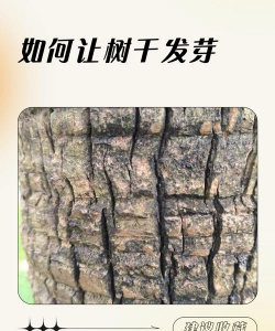 树干如何长出新芽