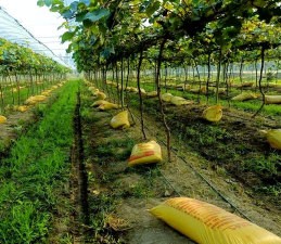 无核葡萄园采收后管理技术