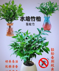 平安竹如何剪支