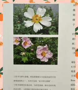 硕苞蔷薇的花语是什么