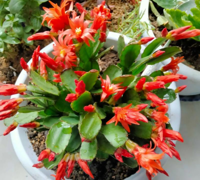 家庭养花用生根粉