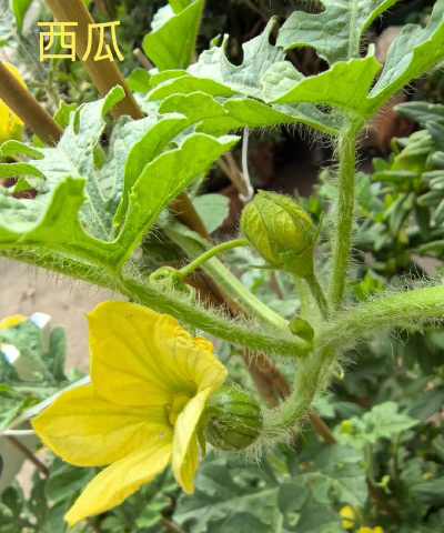 像西瓜叶的花叫什么