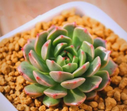 奧利维亚怎么养殖