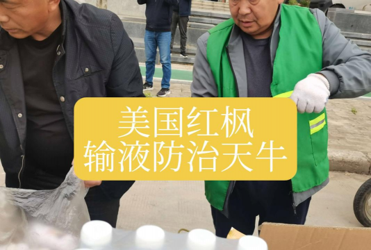 红枫如何预防天牛