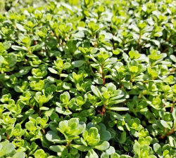 凹叶景天要怎么浇水