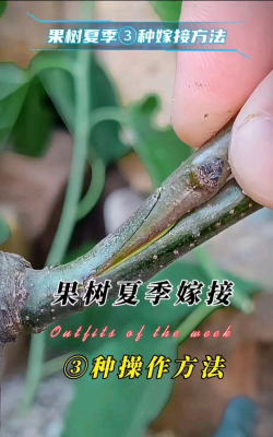 5月份能嫁接什么