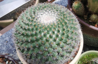 玉翁球什么时候开花