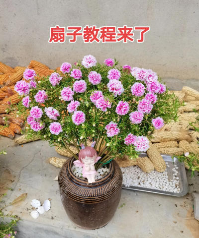 家庭养花用生根粉