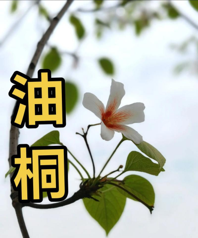 油桐的桐能组什么词