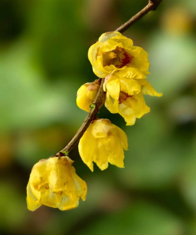 云南什么地方有腊梅出售