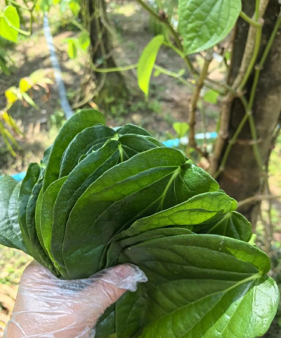 槟榔叶子是什么样子的