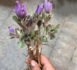 白头翁幼苗怎么养