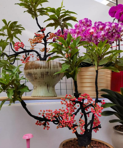 家庭养花用生根粉