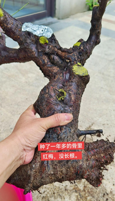 家庭养花用生根粉