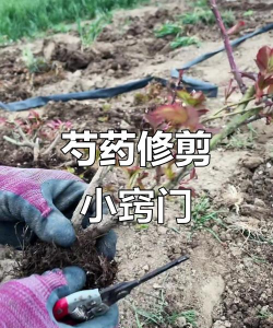 芍药花叶子枯黄怎么修剪