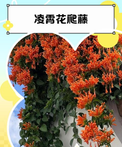 广西爬藤的花是什么