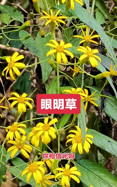 千里光什么栽种