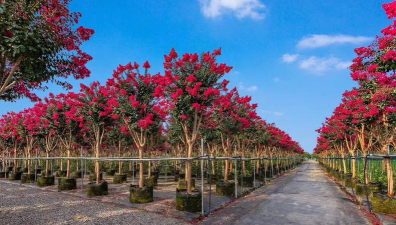 美国红叶紫薇盆栽_江西红叶紫薇盆栽_美国紫叶紫薇盆栽哪里便宜