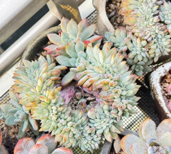 橙梦露什么时候换盆