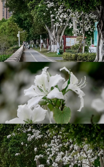 白花羊蹄甲富含什么元素