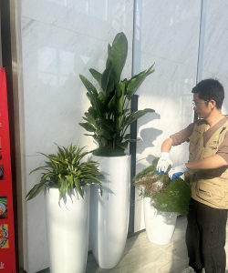 北京盆景租赁怎么做