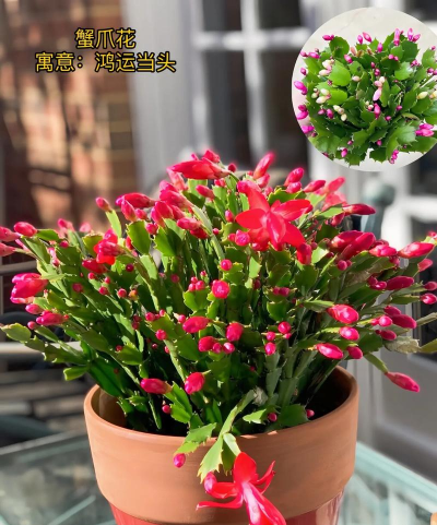 蟹爪莲花的寓意是什么