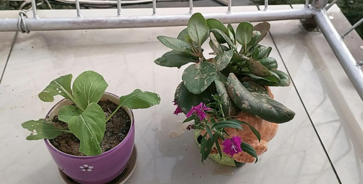 家庭养花用生根粉