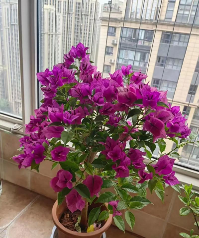 家庭养花用生根粉