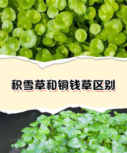 积雪草如何繁殖